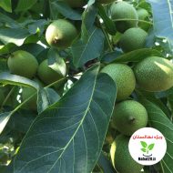 خرید نهال گردو جمال ترکیه