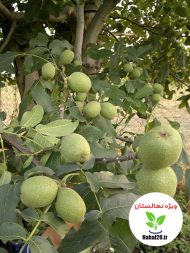 خرید نهال گردو جمال ترکیه