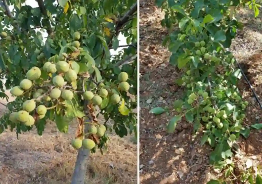 تفاوت نهال گردو فرنور چندلر و ژنوتیپ برتر