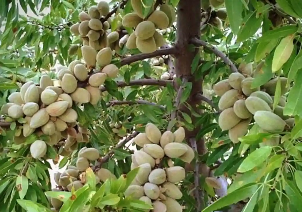 بررسی نهال بادام مامایی و فرانیس