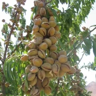 نهال بادام مامایی