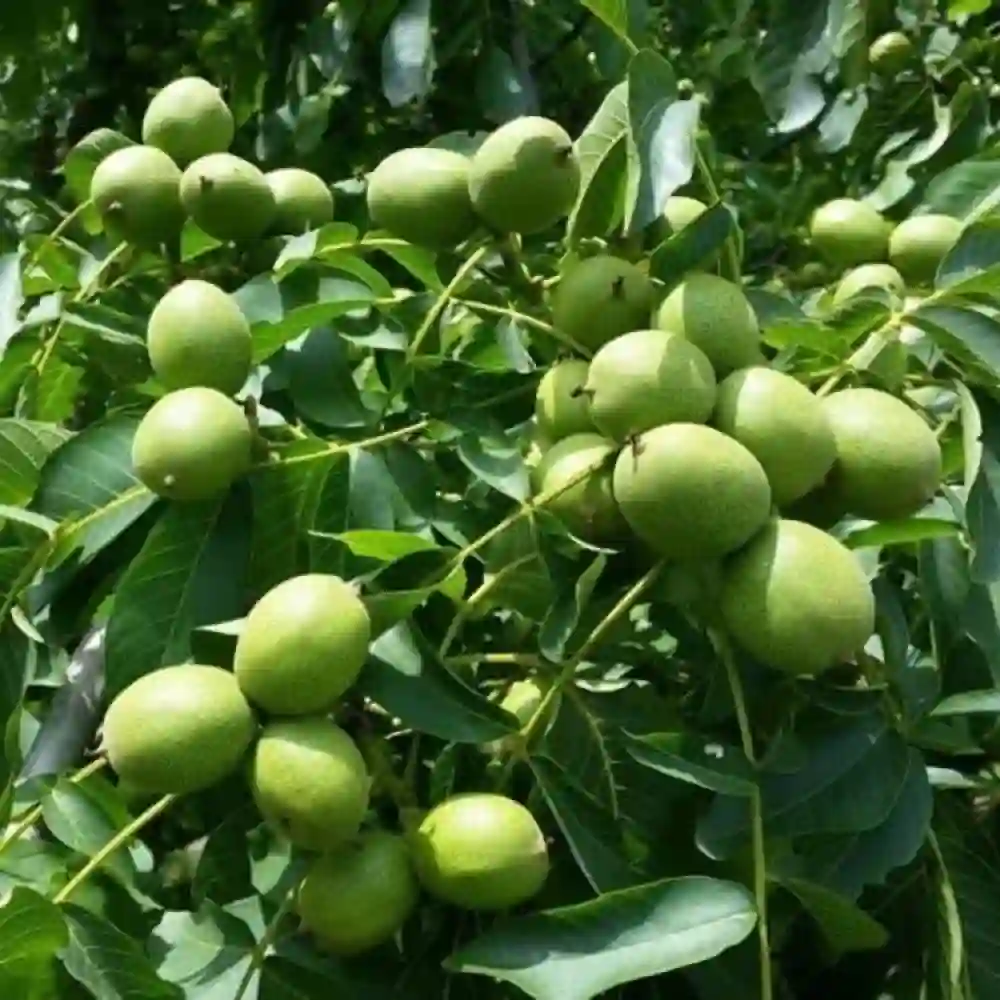 نهال گردو پدرو