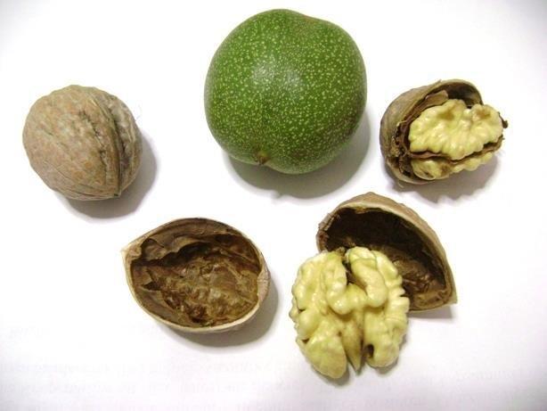 نهال گردو پدرو